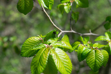 Fondo de hojas de arbusto y árboles.