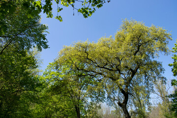 Copas y ramas de árbol de un bosque en primavera. 