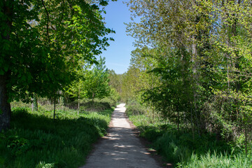 Paisaje de un bosque en primavera atravesado por un camino. 