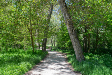 Paisaje de un bosque en primavera atravesado por un camino. 