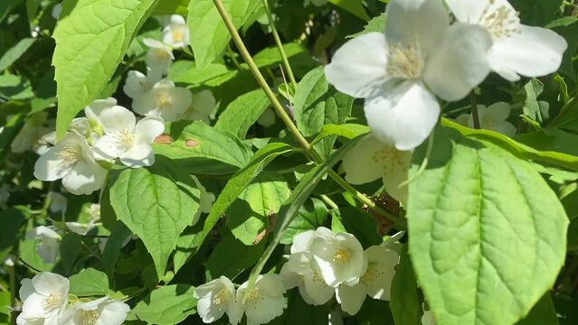 Philadelphus coronarius (sweet mock orange, celindas). Shrub with white flowers with a rich scent
