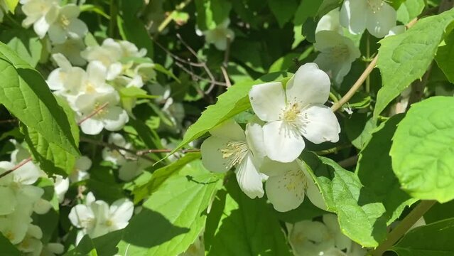 Philadelphus coronarius (sweet mock orange, celindas). Shrub with white flowers with a rich scent