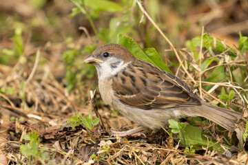 地面に立つ若きスズメ