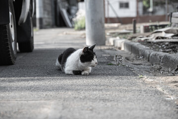 車の横でくつろいでいる黒ぶちの猫