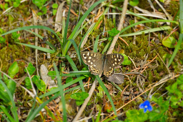 Speckled Wood Butterfly (Pararge aegeria) sitting on grass in Zurich, Switzerland