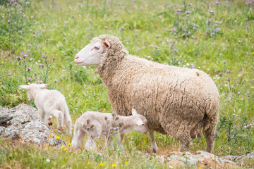 Naklejka na ściany i meble Sheep with their young with a few days of life