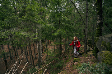 Obraz premium Woman tourist traversing forest with Nordic walking poles