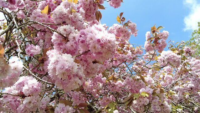 Pink blossom on cherry tree close up in the wind in Norfolk UK 43