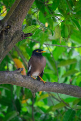 bird on a tree