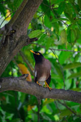blackbird on a tree