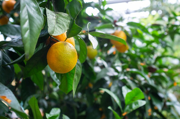 Sweet oranges or Citrus sinensis on a branch in green foliage, in a greenhouse. 