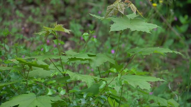 New Leaves on Norway maple (Acer platanoides)at Spring on a sunny day - static