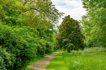 Obraz premium way through a green city park in spring