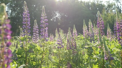 Violet lupin wildflowers on meadow flowerscape. Purple mauve lupine flowers on lawn or field. Lilac...