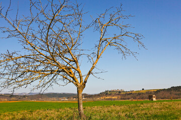 Monteriggioni, borgo fortificato. Siena