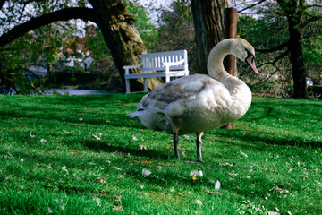 A swan cleans its feathers on the shore of a lake in a green park. European landscape. White Swan In Lake