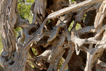 Artistically Weathered Driftwood