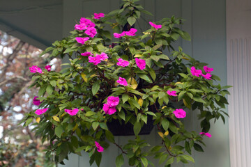 Fototapeta na wymiar Lush Hanging Plant With Vivid Pink Flowers