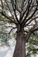 Under a Mighty Tree
