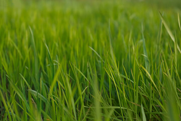 Fototapeta na wymiar Green lawn with fresh grass outdoors, closeup