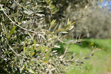 Olive tree with fresh green leaves outdoors on sunny day, closeup