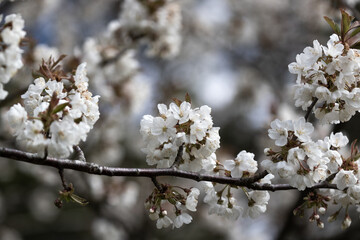White cherry blossom flowers on a tree branch