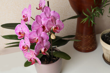 Fototapeta na wymiar Beautiful pink orchid flower on white table, closeup