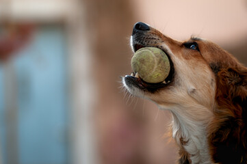 young dog holding a tennis ball in her mouth , training and behavior control.