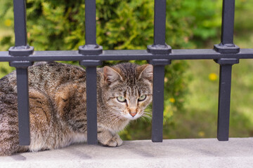 A cat warming its fur on a wall under a metal fence. Day.