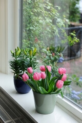 Beautiful bouquet with pink tulips and potted lily on white window sill indoors