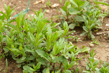 natural green mint plant that grows in the garden in spring, medicinal mint plant is fresh and planted in the garden,