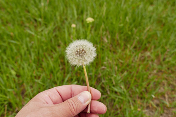 dandelion feathers,close-up dandelion flower feathers,