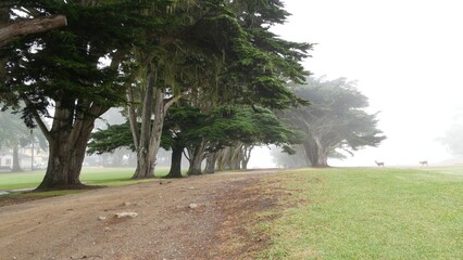 Coniferous cypress pines in fog, misty mysterious forest, woodland or grove. Row of trees in foggy rainy weather, calm haze in Monterey, California USA. Lace lichen moss hanging. Tunnel corridor path.