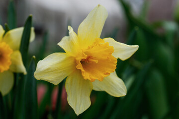 Beautiful blooming daffodil growing in garden, closeup. Spring flower