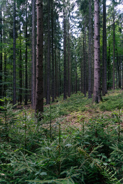 Wald © Florian Braun