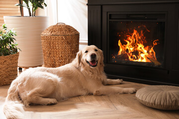 Adorable Golden Retriever dog on floor near electric fireplace indoors - obrazy, fototapety, plakaty
