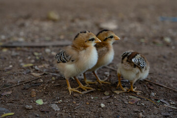 baby chicken in a nest