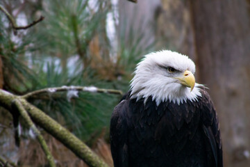 american bald eagle
