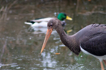 black winged stilt