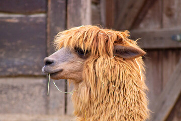 close up of a alpaca