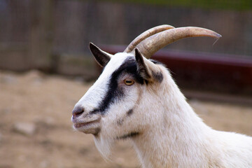portrait of white goat