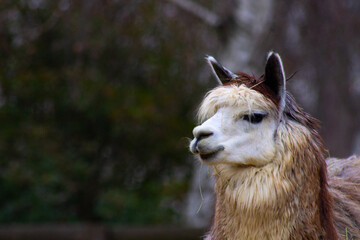 close up of a llama head