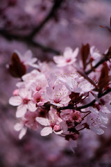 Spring pink blossom. Cherry branch bloom photography. Spring flowers background. Romantic photo. 