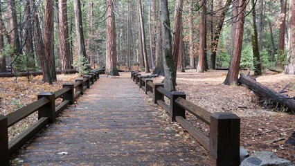 Wooden bridge or catwalk perspective in autumn pine tree forest, Yosemite valley landscape, California fall nature, USA. Hiking or trekking in wilderness, footbridge on boardwalk trail for ecotourism.