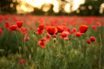 Fototapeta premium Camera moves between the flowers of red poppies. Poppy as a remembrance symbol and commemoration of the victims of World War. Flying over a flowering opium field on sunset. Camera moves to the right.