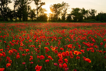 Camera moves between the flowers of red poppies. Poppy as a remembrance symbol and commemoration of the victims of World War. Flying over a flowering opium field on sunset. Camera moves to the right. - obrazy, fototapety, plakaty