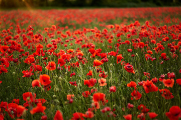 Camera moves between the flowers of red poppies. Poppy as a remembrance symbol and commemoration of the victims of World War. Flying over a flowering opium field on sunset. Camera moves to the right.