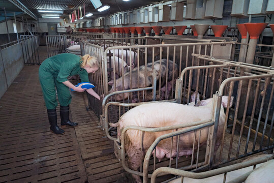 Schweinehaltung - junge Landwirtin steht mit einer Futterschaufel vor einer Eberbucht, Symbolfoto.