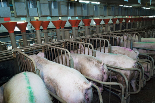 Schweinehaltung - Sauen in Einzelboxen in einem Besamungsstall, Symbolfoto.