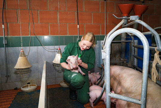 Schweinehaltung - junge Frau zeichnet ein Ferkel mit einem Markierungsstift, Symbolfoto.